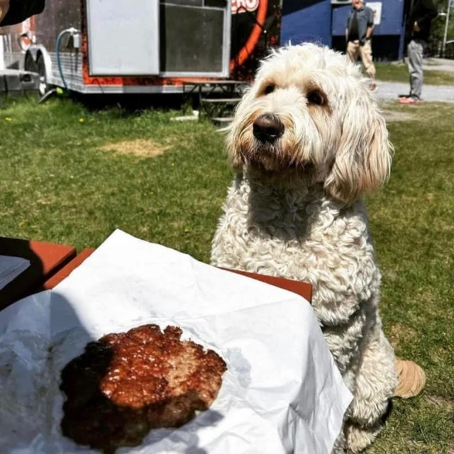 A light-colored dog sitting at a table, eyeing a hamburger patty on paper in front of it, with a mobile kitchen and people in the background.